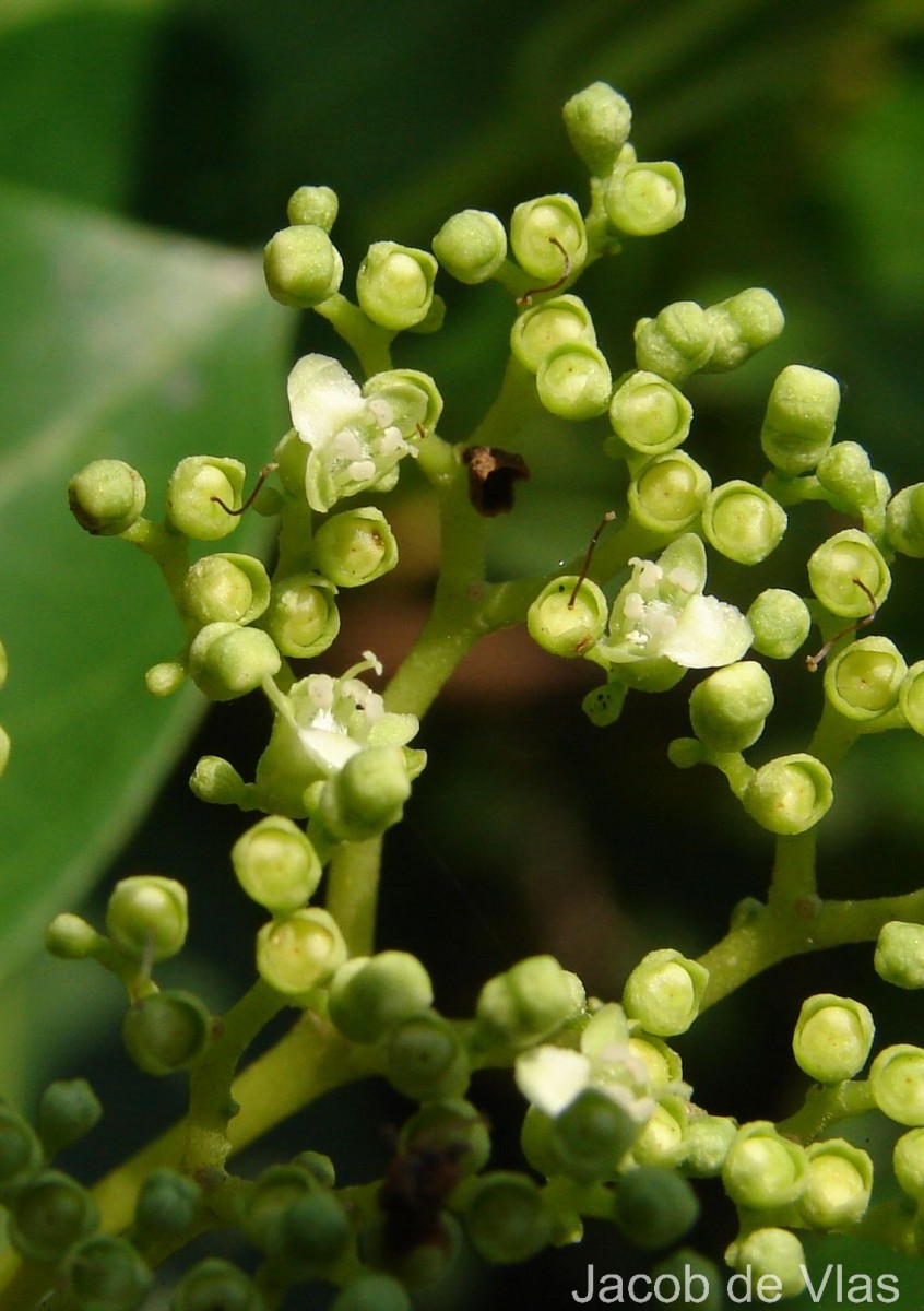 Premna serratifolia L.